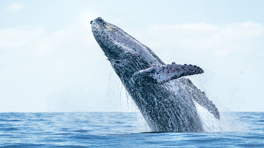 Velryba katapultovala muže z člunu, skončil vedle hladové tlamy